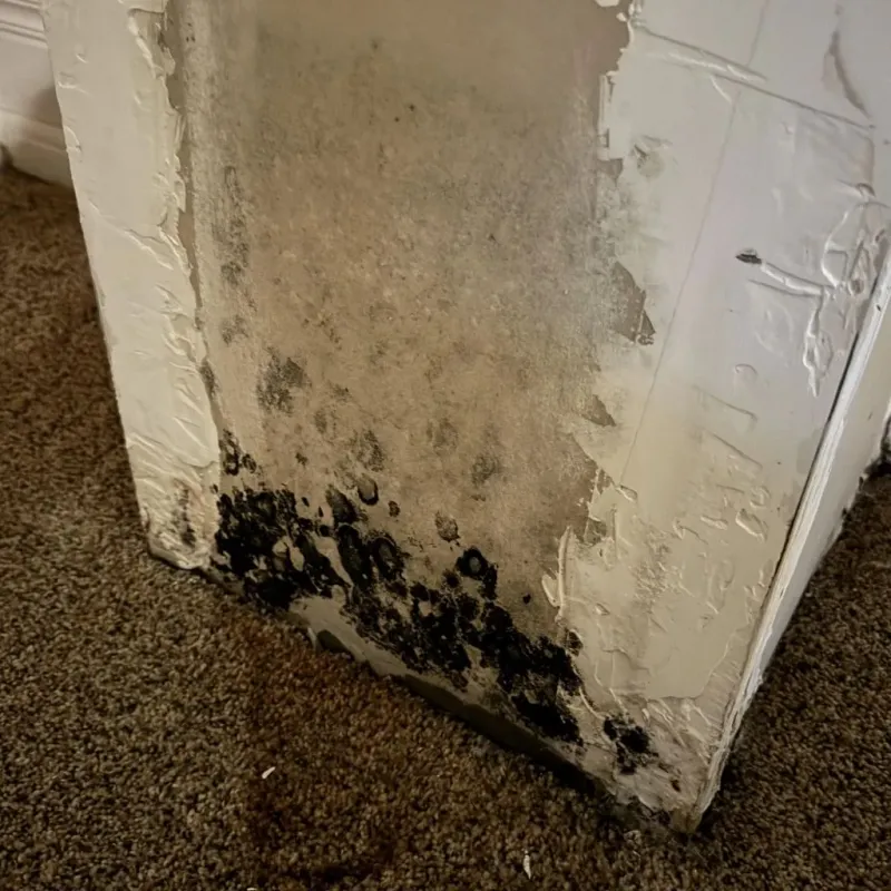 Professional Mold Removal in Gibson, AR